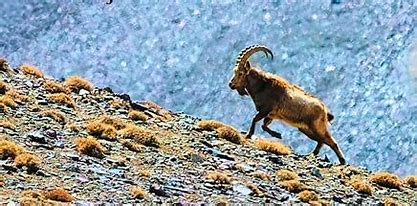 Base camp at Deosei Plateau Tour
